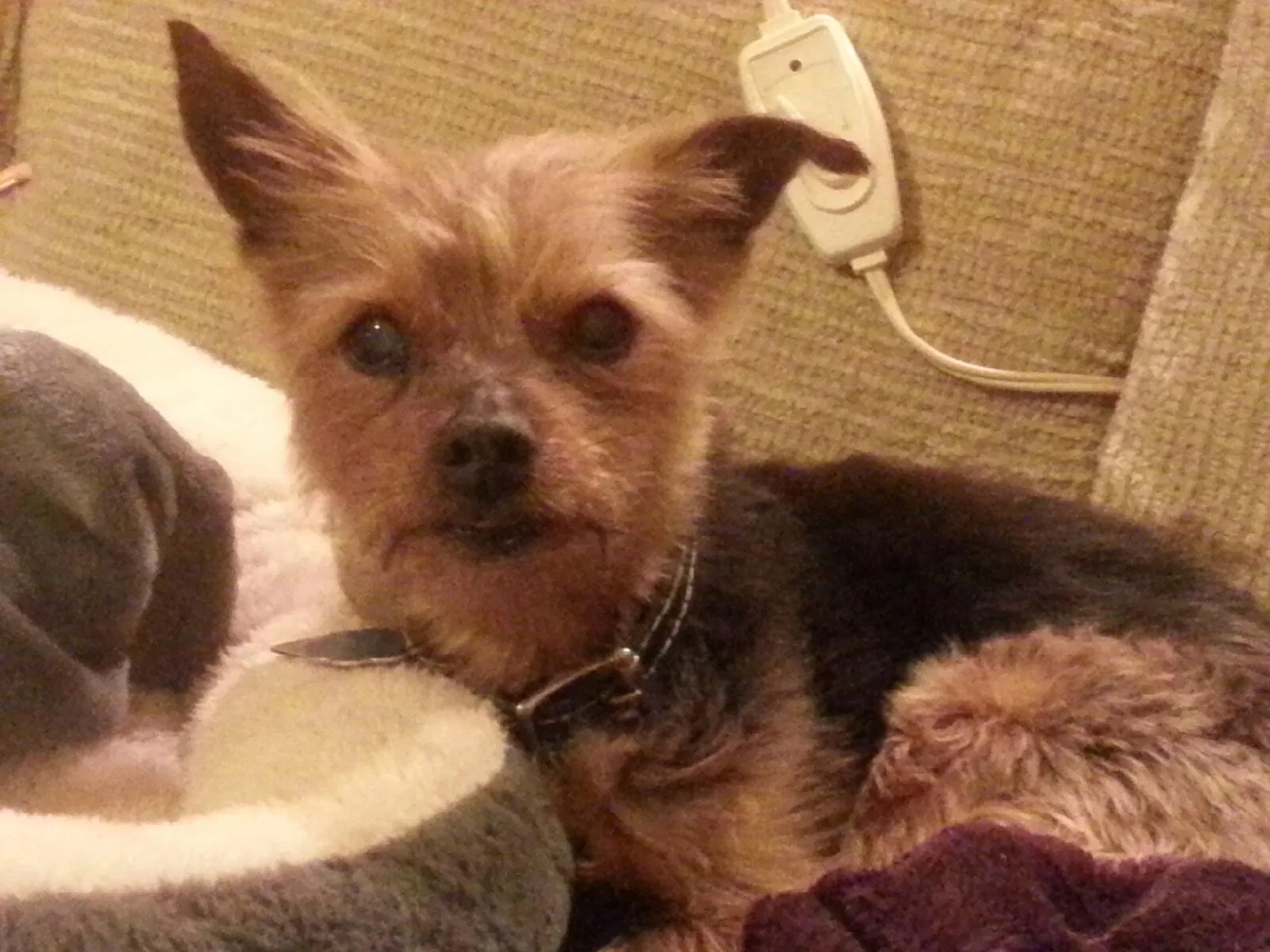 Lost dog in Mishawaka, IN, 46544