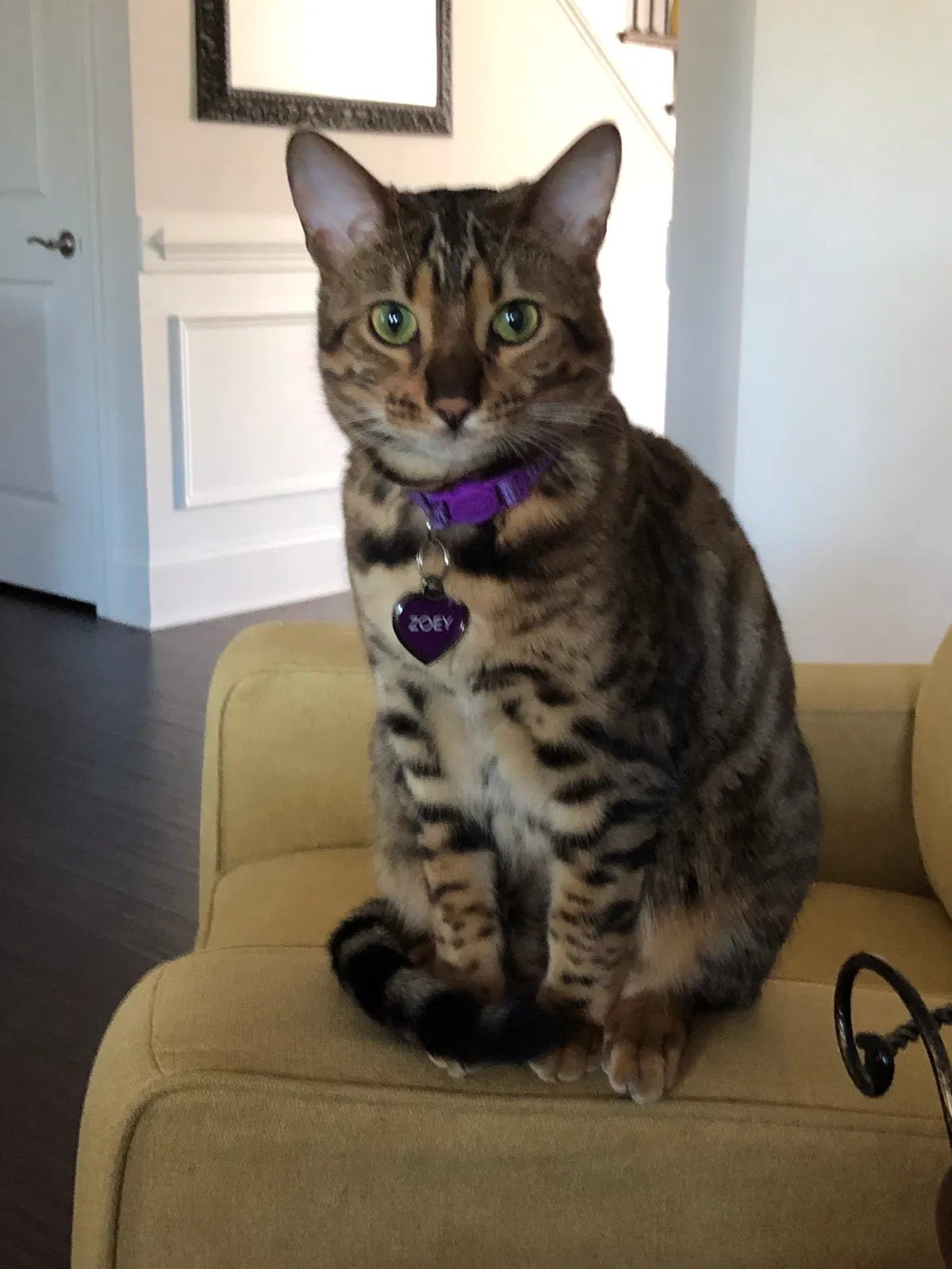 Lost cat in Elgin, SC, 29045