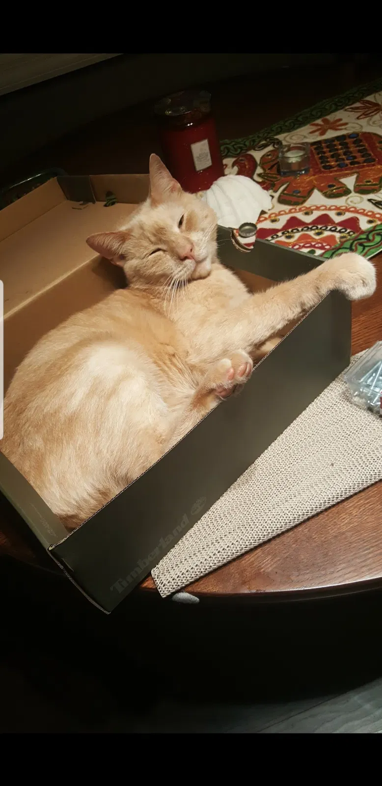 Lost cat in Patchogue, NY, 11772
