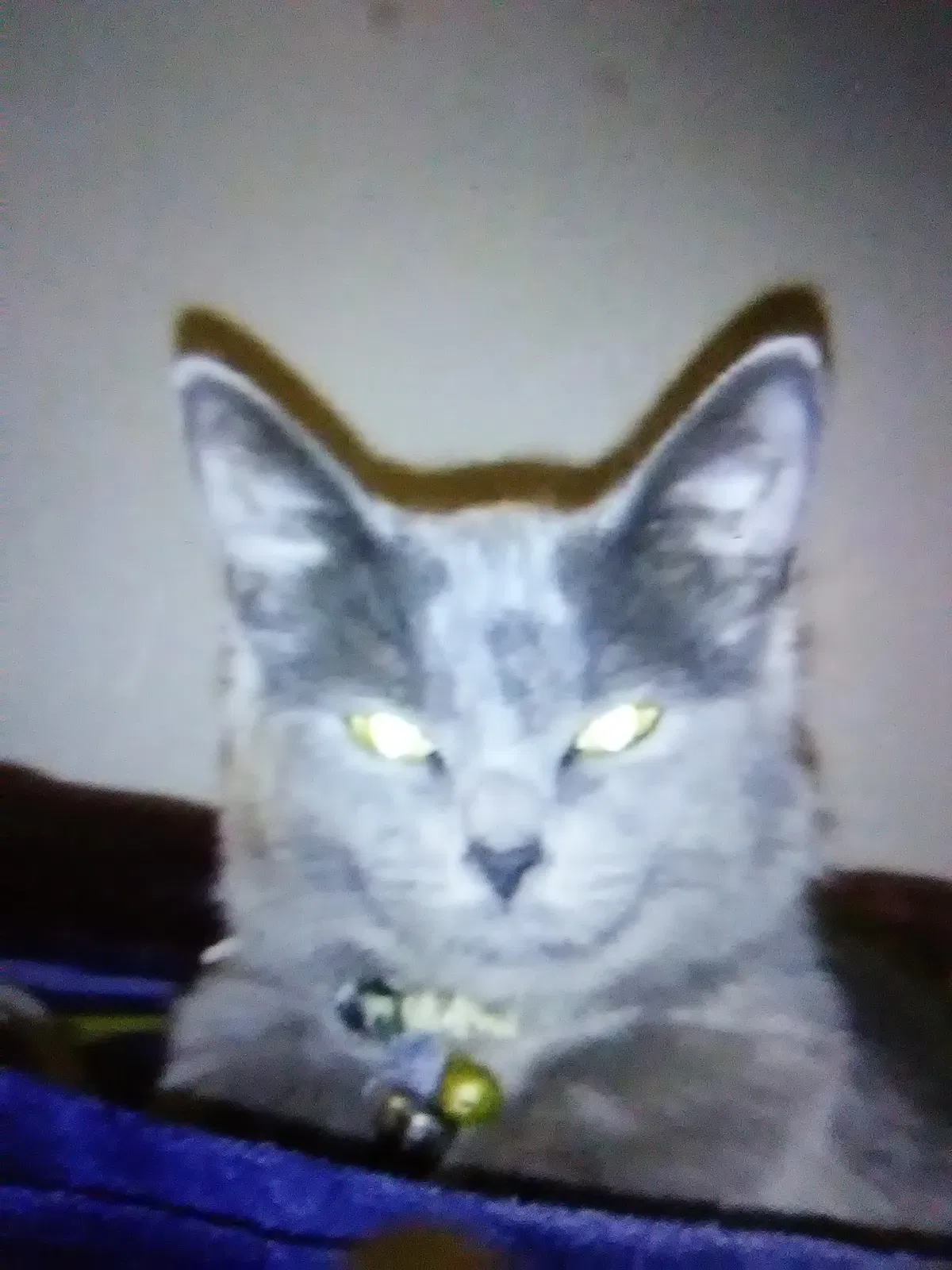Lost cat in San Antonio, TX, 78201
