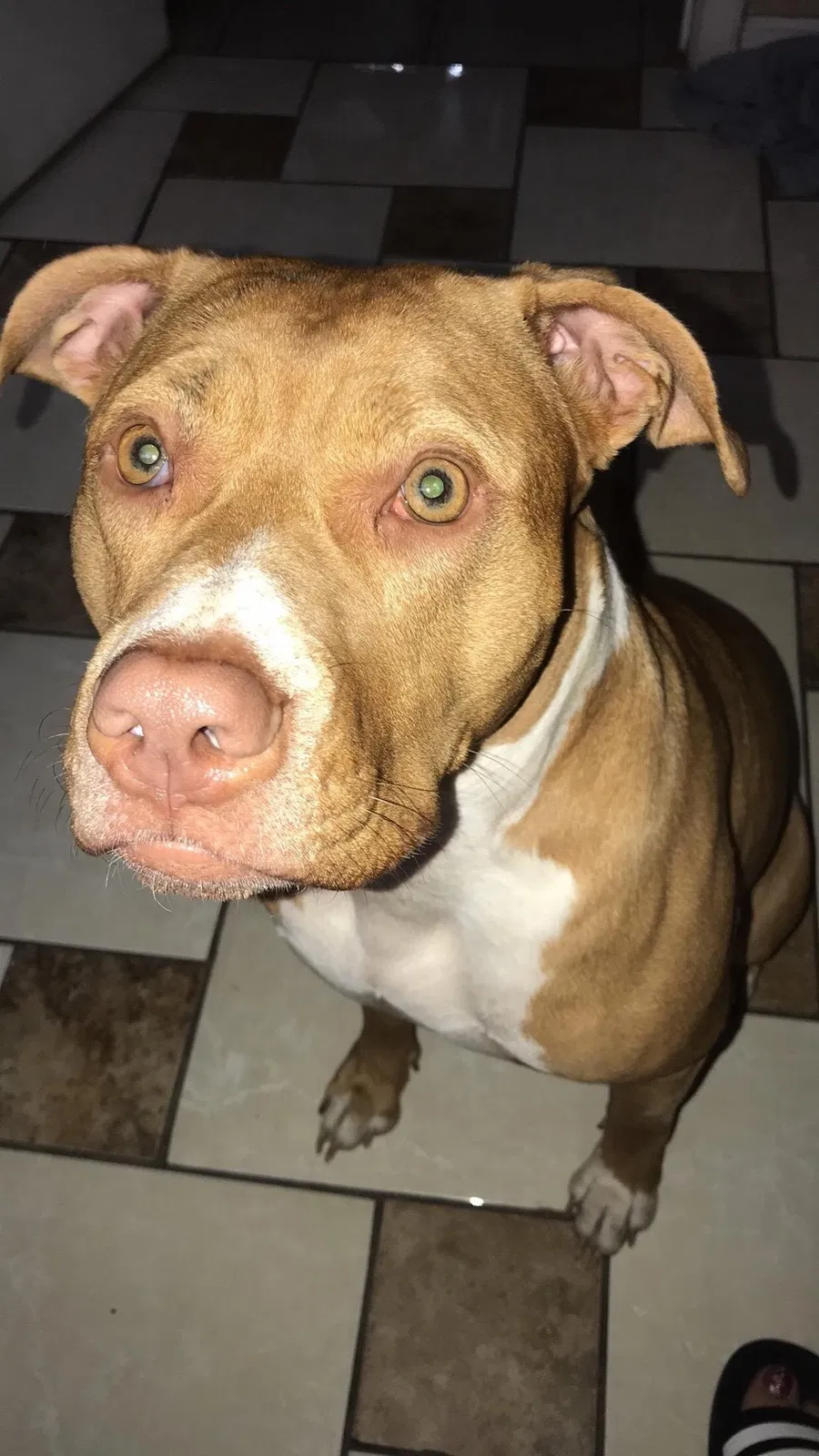 Lost dog in Chicago, IL, 60628