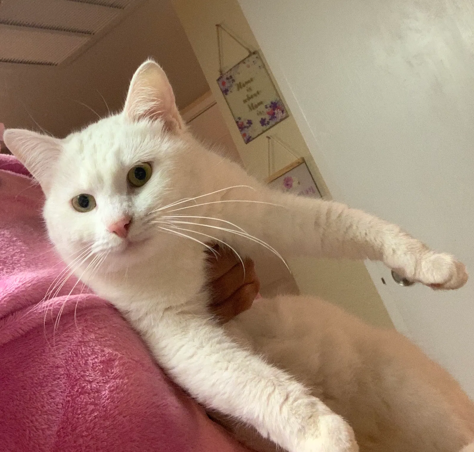 Lost cat in Rancho Cucamonga, CA, 91730