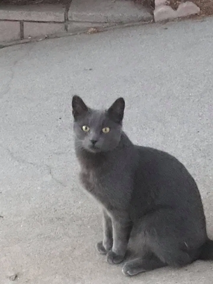Lost cat in Fontana, CA, 92335