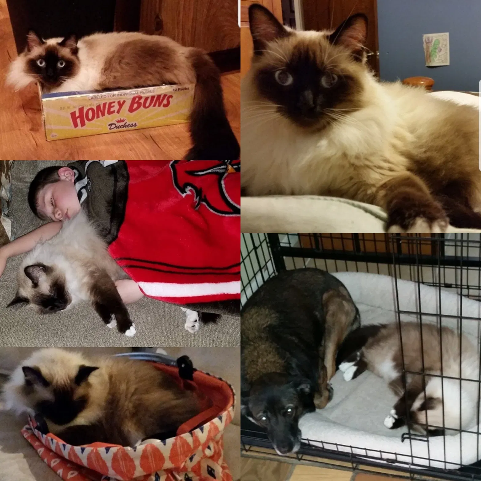 Lost cat in Spring Hill, FL, 34608