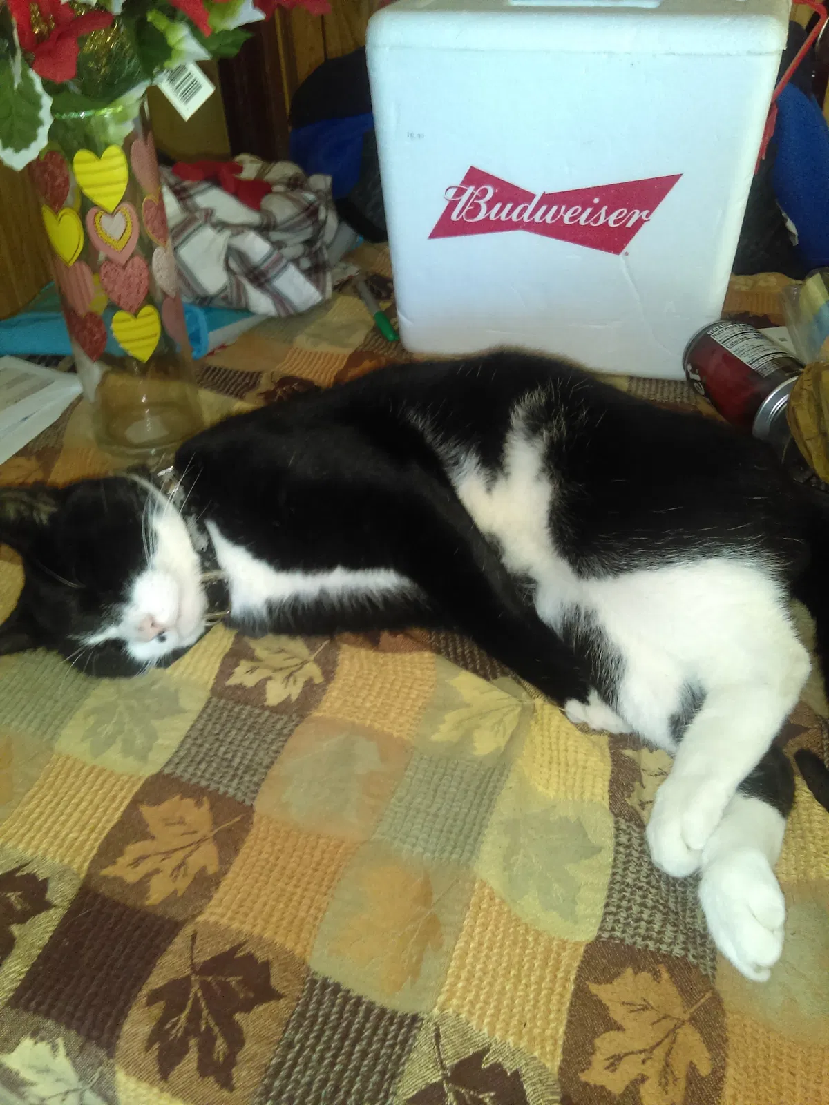 Lost cat in Lake Charles, LA, 70611