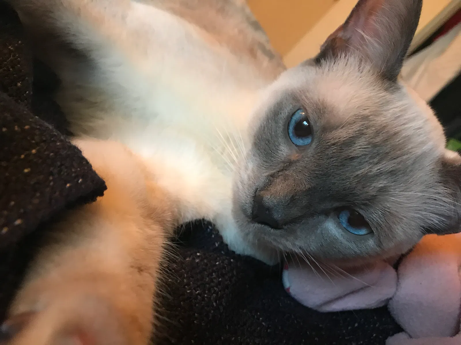 Lost cat in Riverside, CA, 92504