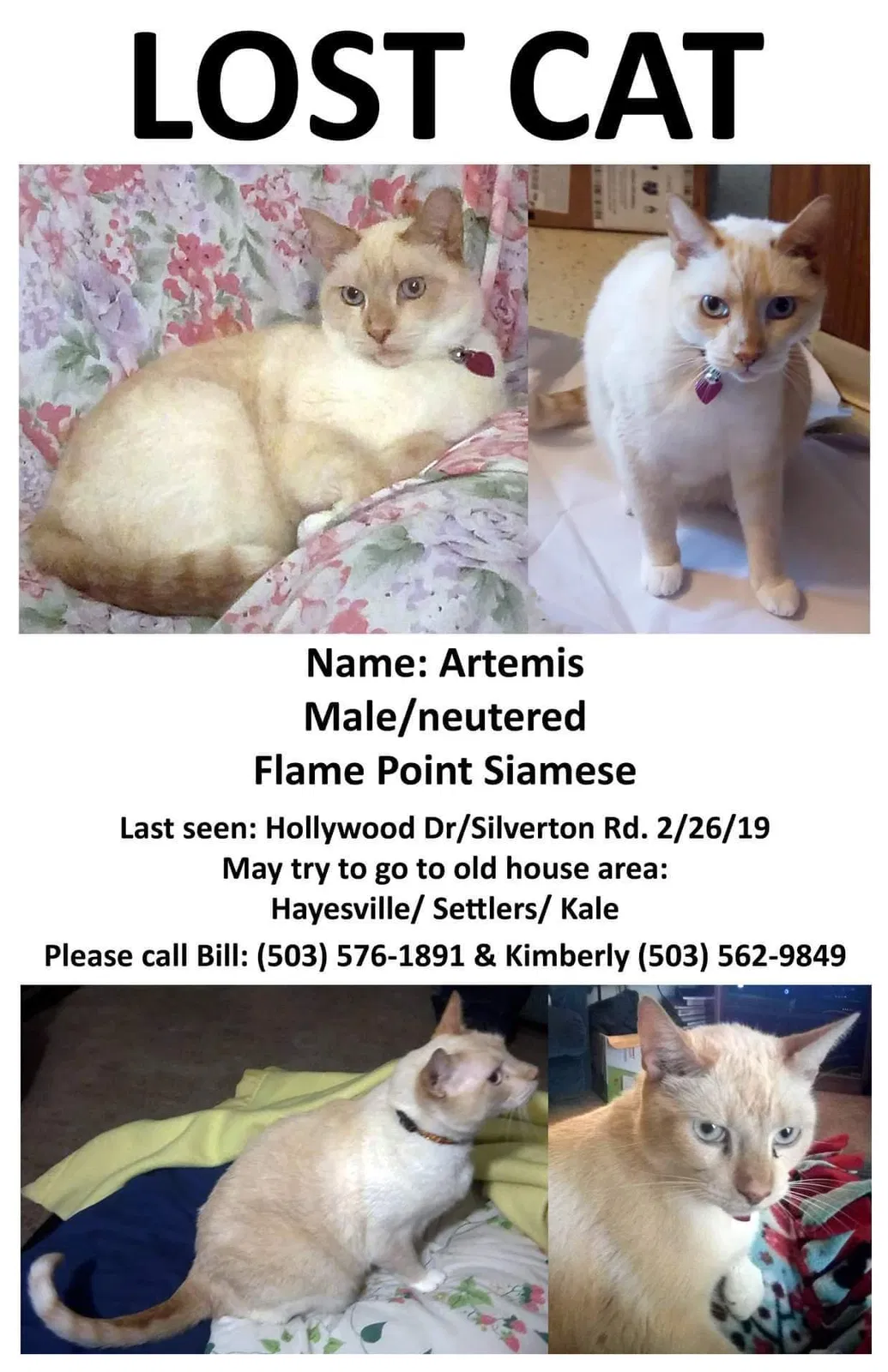 Lost cat in Salem, OR, 97305