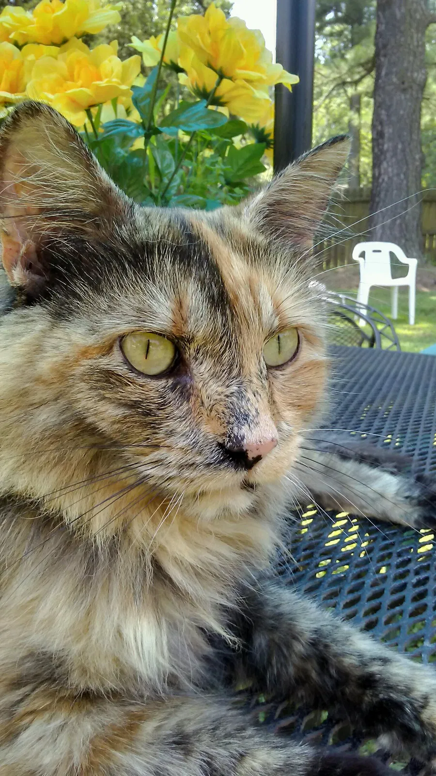 Lost cat in Henrico, VA, 23231