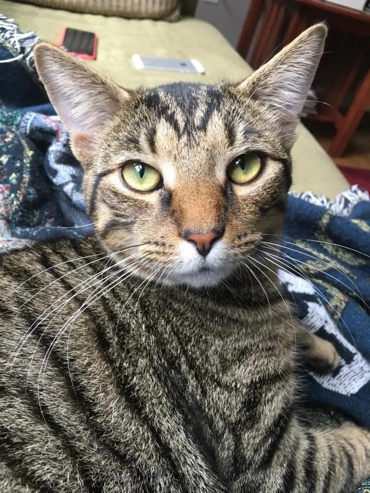 Lost cat in Lancaster, PA, 17601