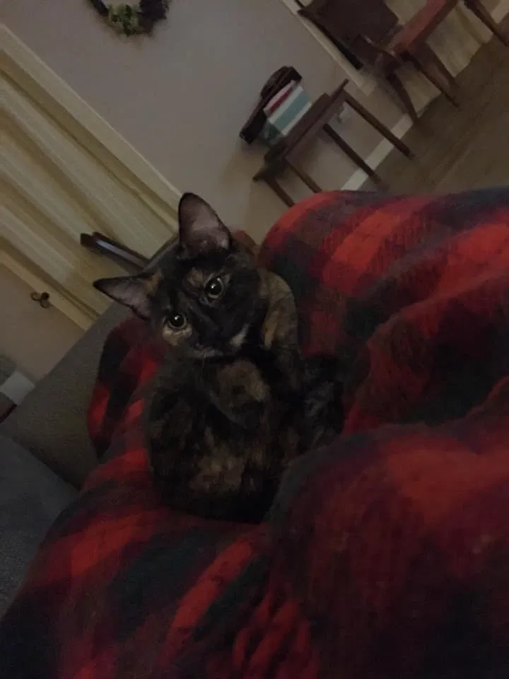 Lost cat in Lancaster, PA, 17601