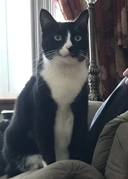 Lost cat in Elizabethtown, PA, 17022