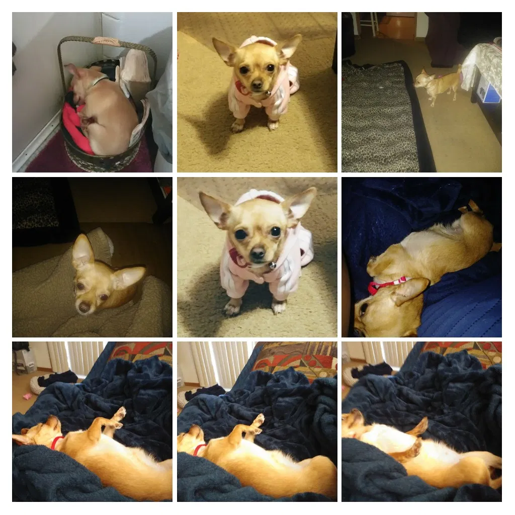Lost dog in Rockford, IL, 61108