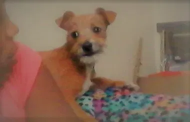 Lost dog in Modesto, CA, 95351