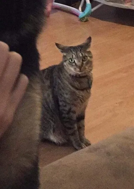 Lost cat in Fort Hood, TX, 76544