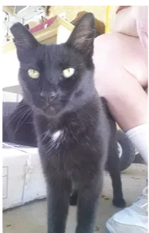 Lost cat in Sunland, CA, 91040