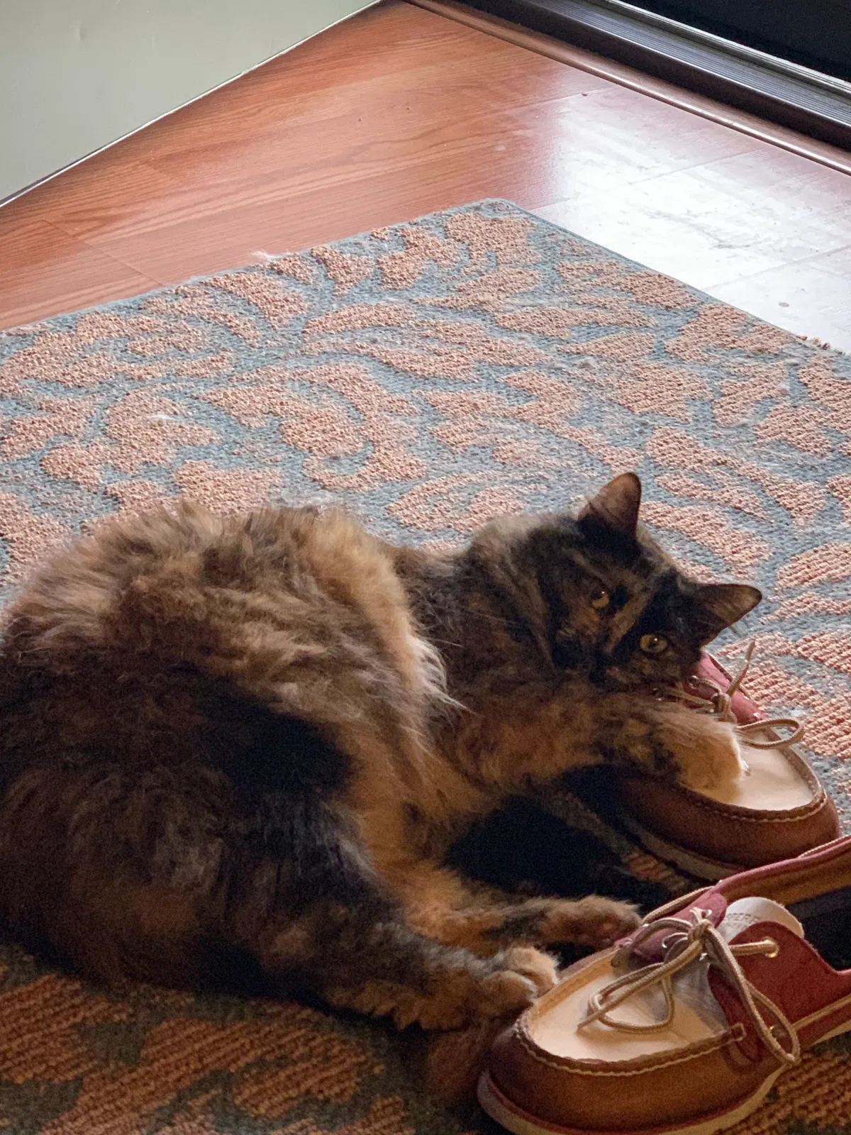 Lost cat in Morristown, TN, 37814