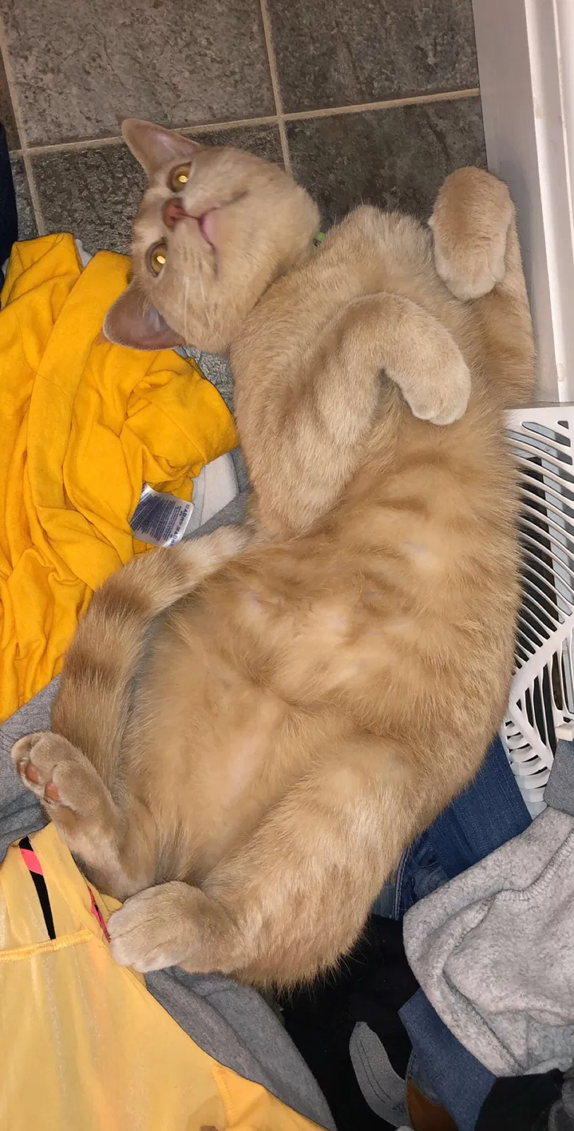 Lost cat in Urbana, OH, 43078