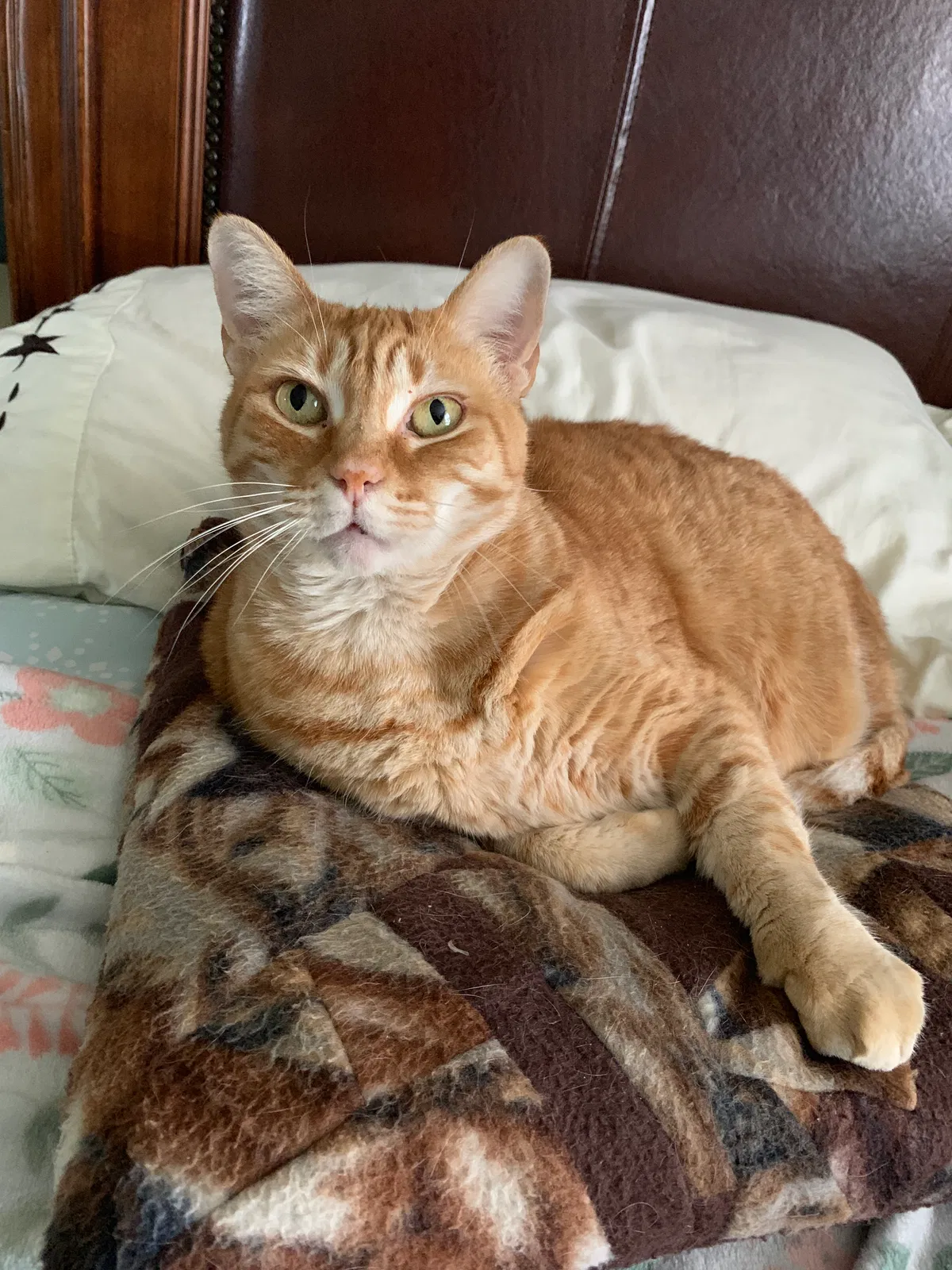 Lost cat in Aromas, CA, 95004