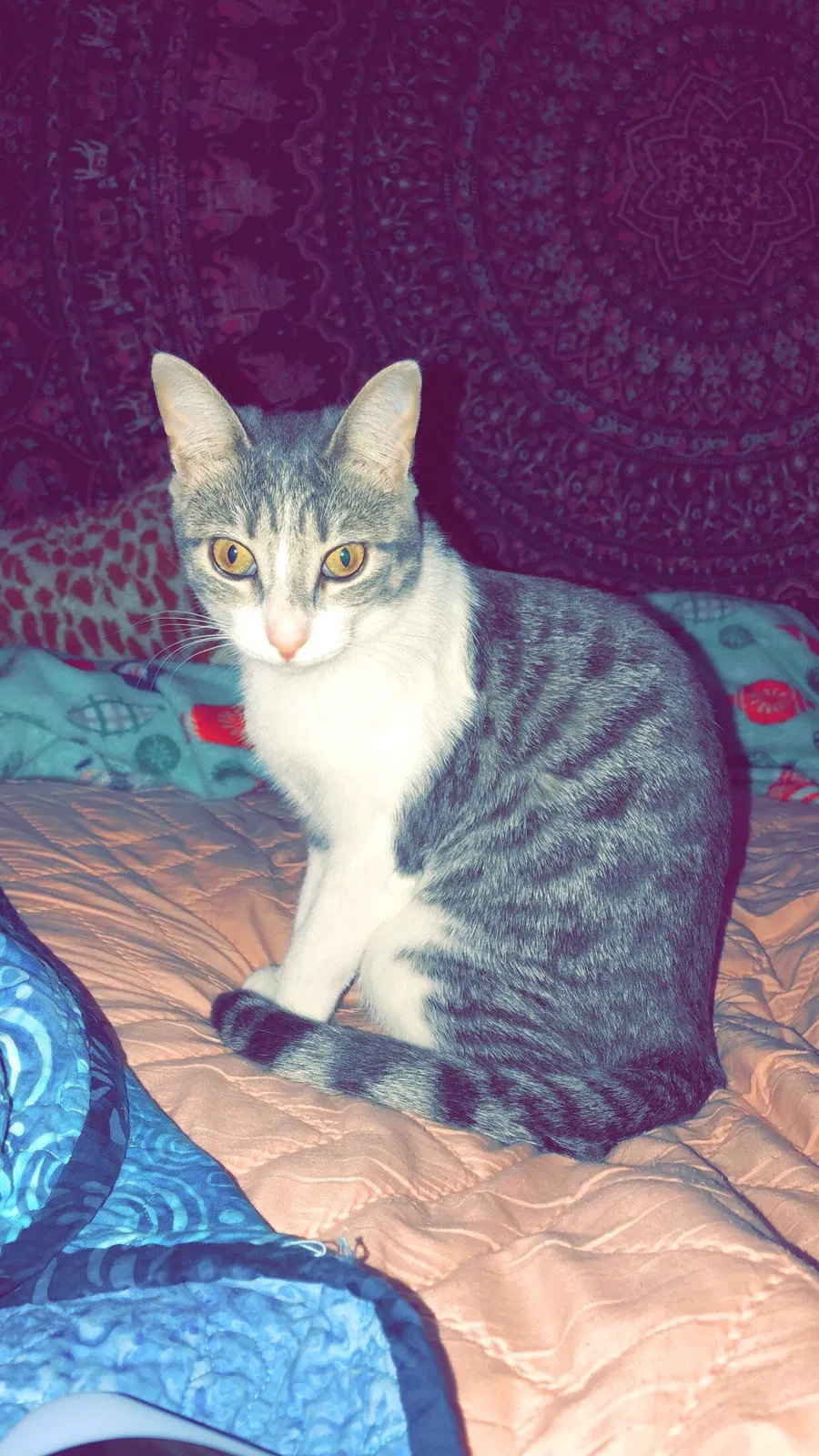 Lost cat in Millington, TN, 38053