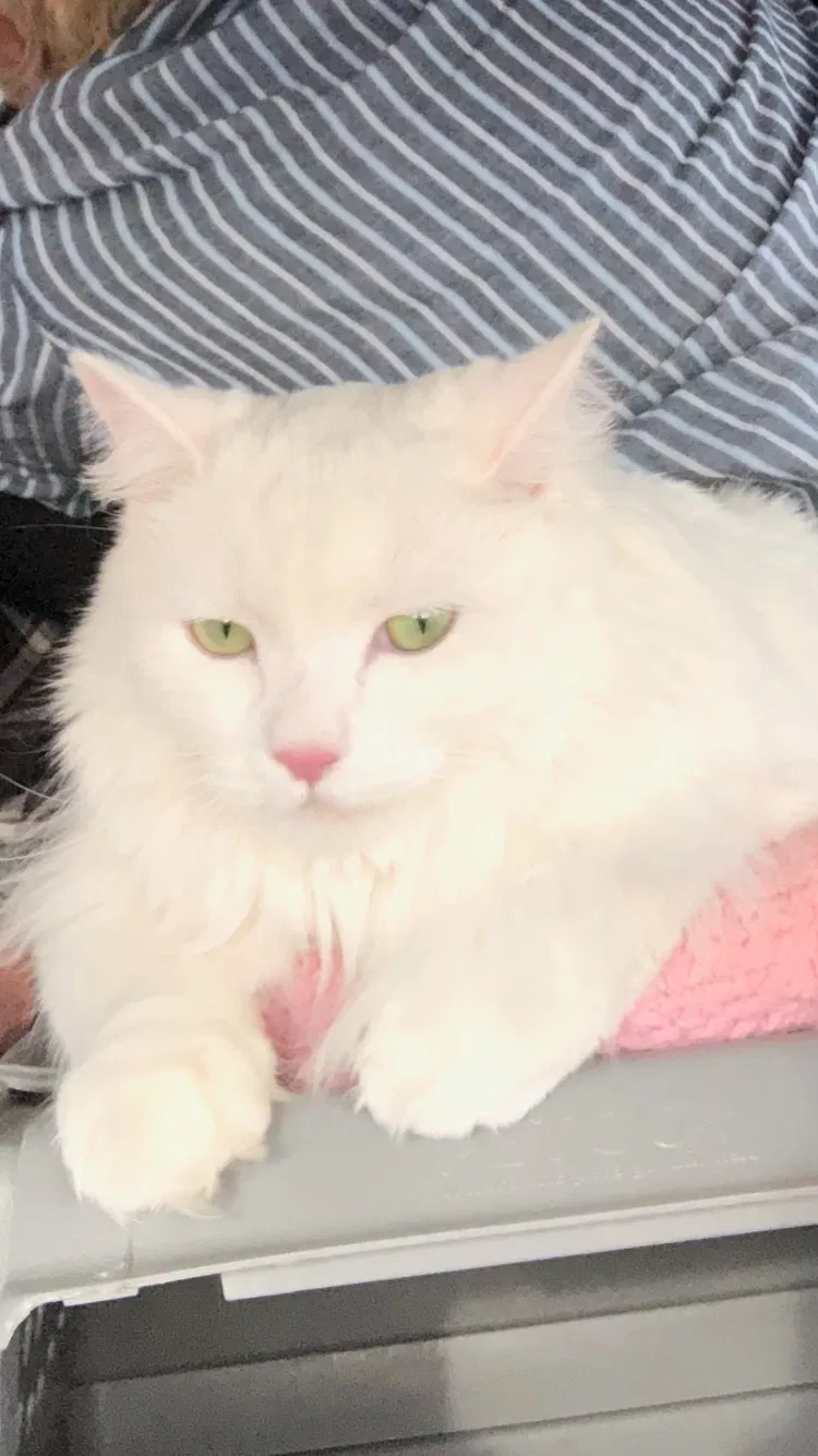 Lost cat in Santa Cruz, CA, 95062