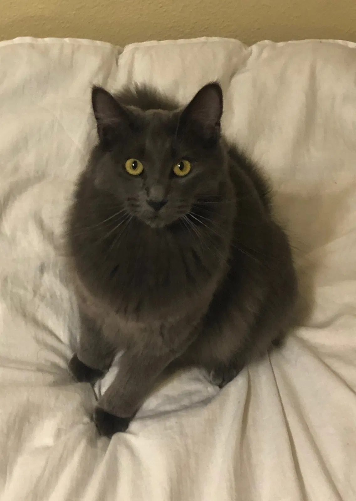 Lost cat in San Francisco, CA, 94116