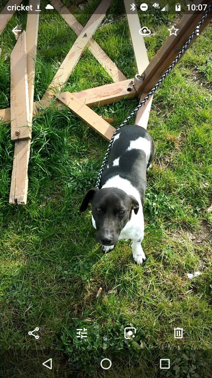 Lost dog in Galatia, IL, 62935