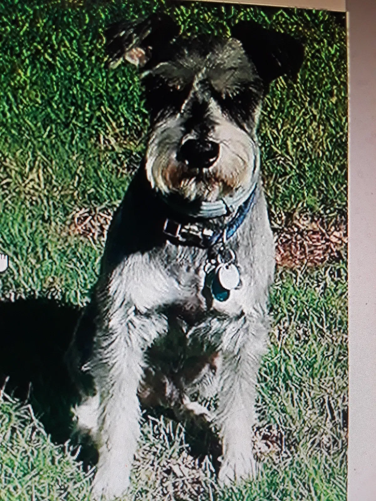 Lost dog in Austin, TX, 78759