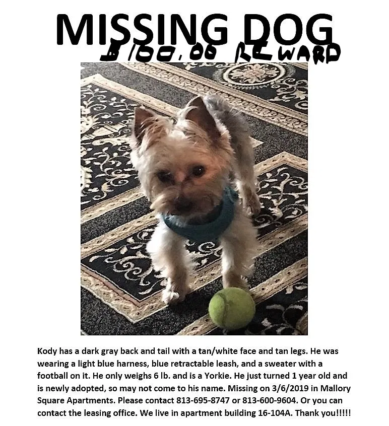 Lost dog in Tampa, FL, 33635
