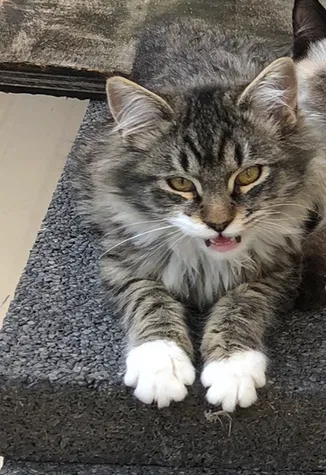 Lost cat in Sacramento, CA, 95815