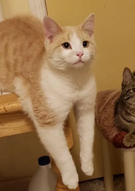 Lost cat in Roosevelt, NY, 11575