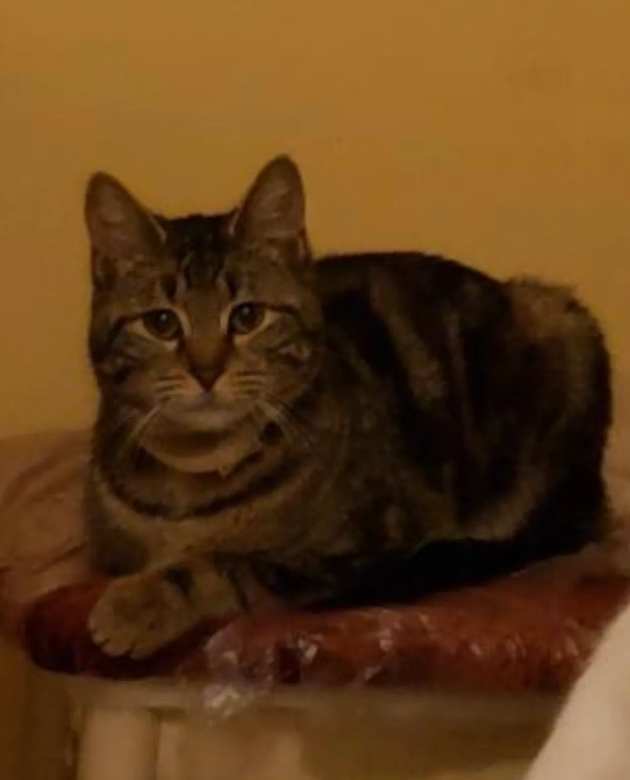 Lost cat in Roosevelt, NY, 11575