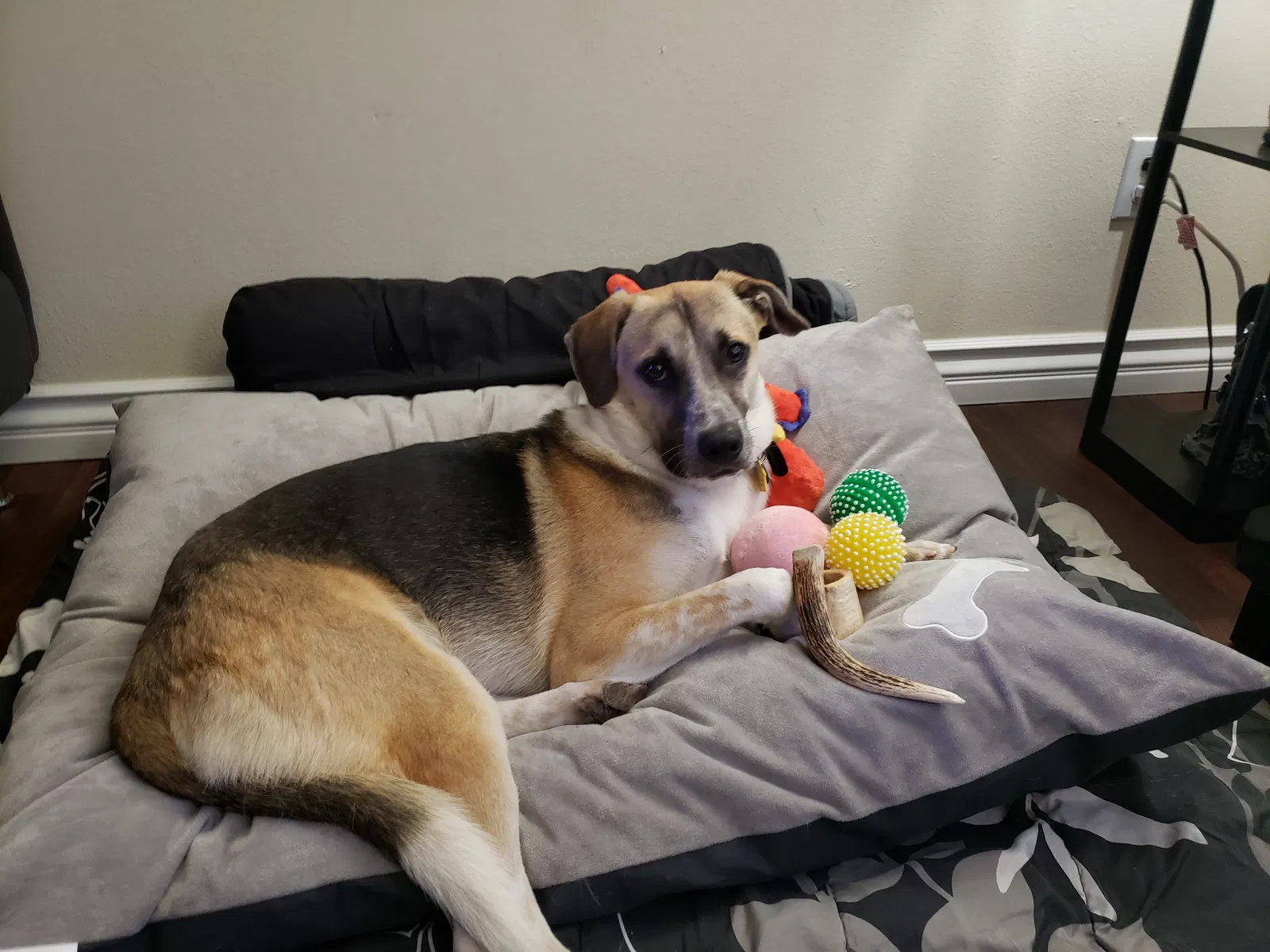 Lost dog in Imperial Beach, CA, 91932