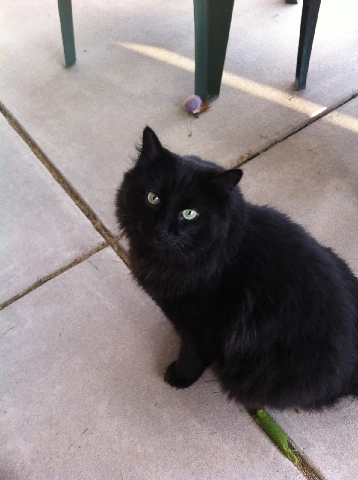 Lost cat in Clearfield, UT, 84015