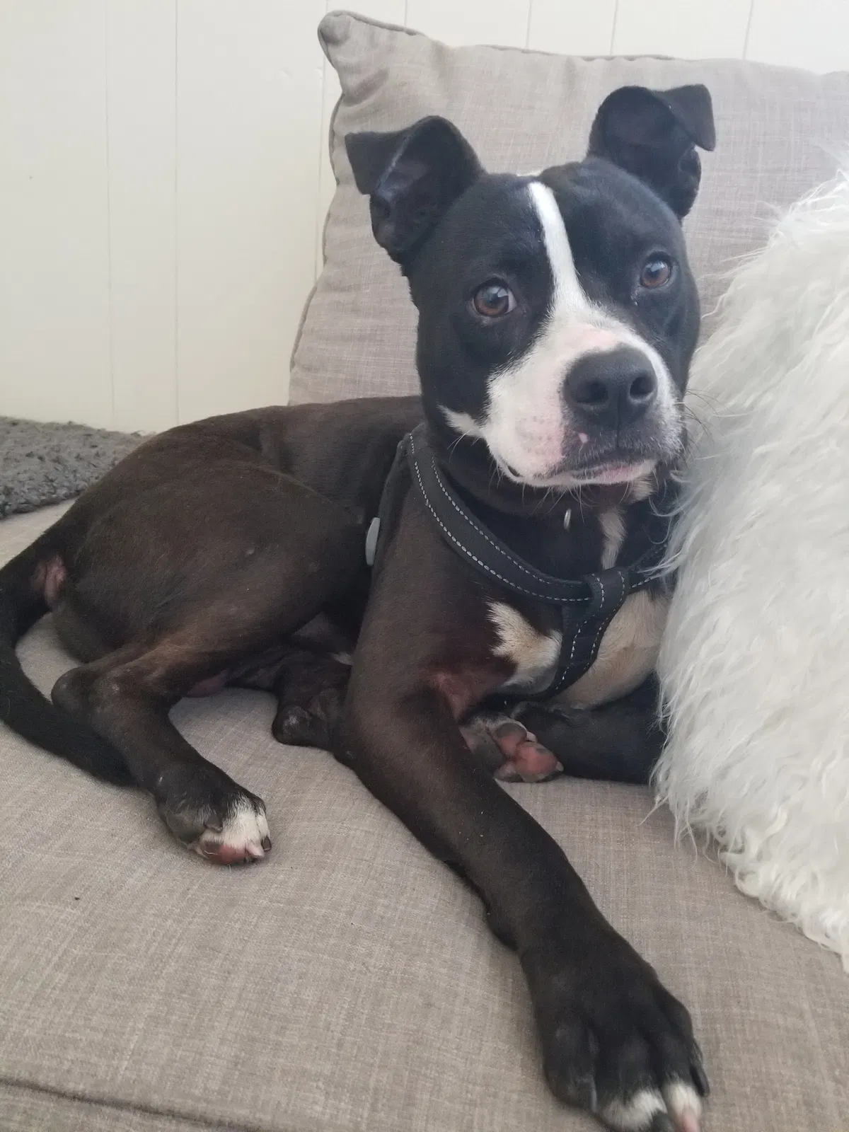 Found dog in Covina, CA, 91722