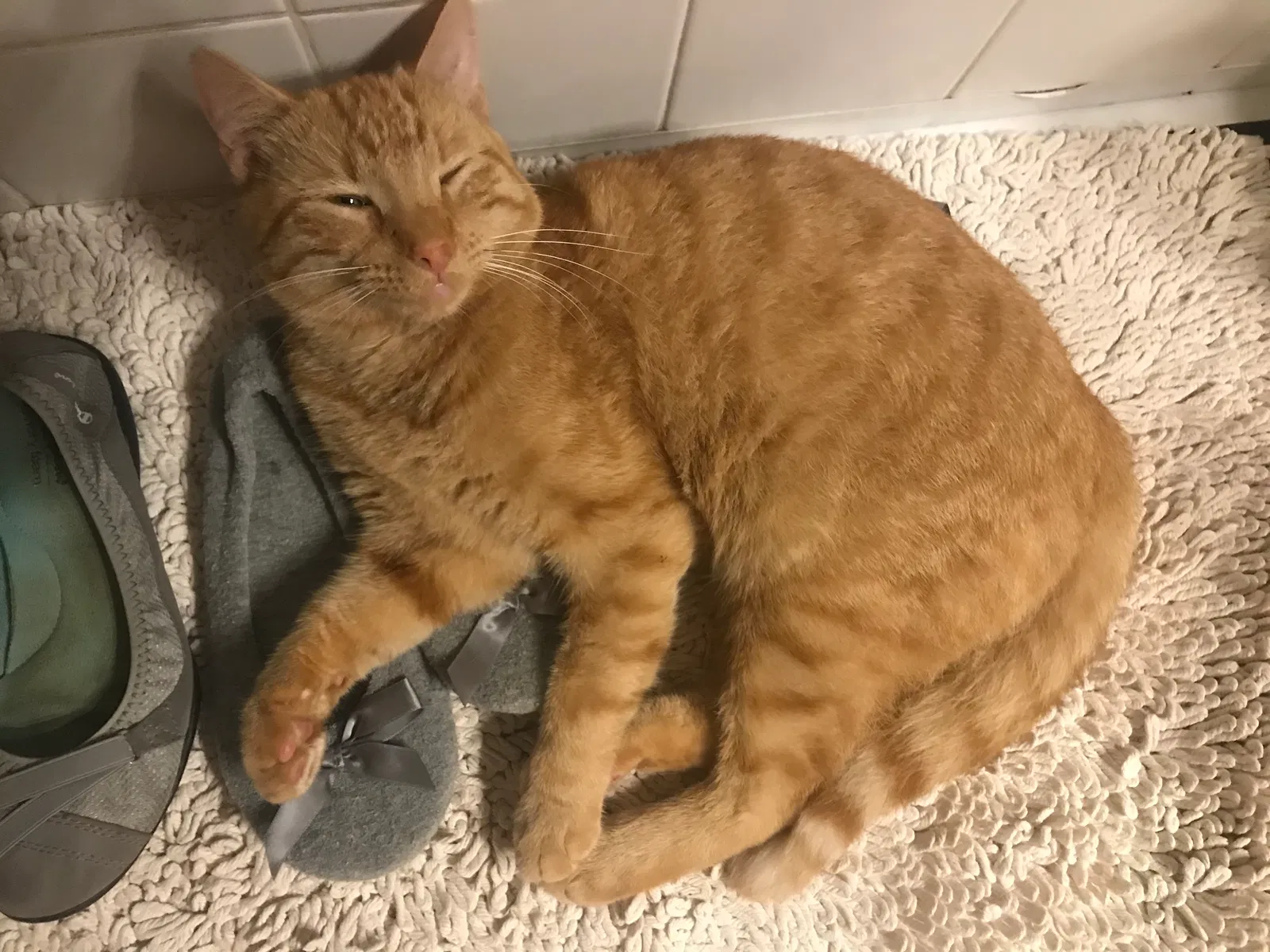 Lost cat in Cave Spring, GA, 30124