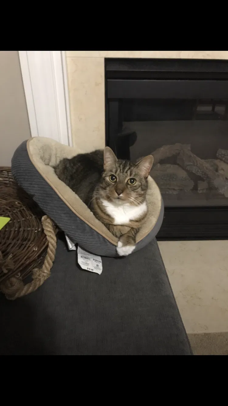 Lost cat in Wake Forest, NC, 27587