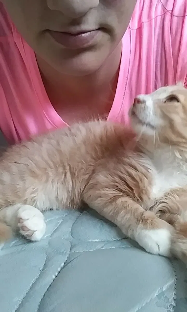 Lost cat in Marne, MI, 49435
