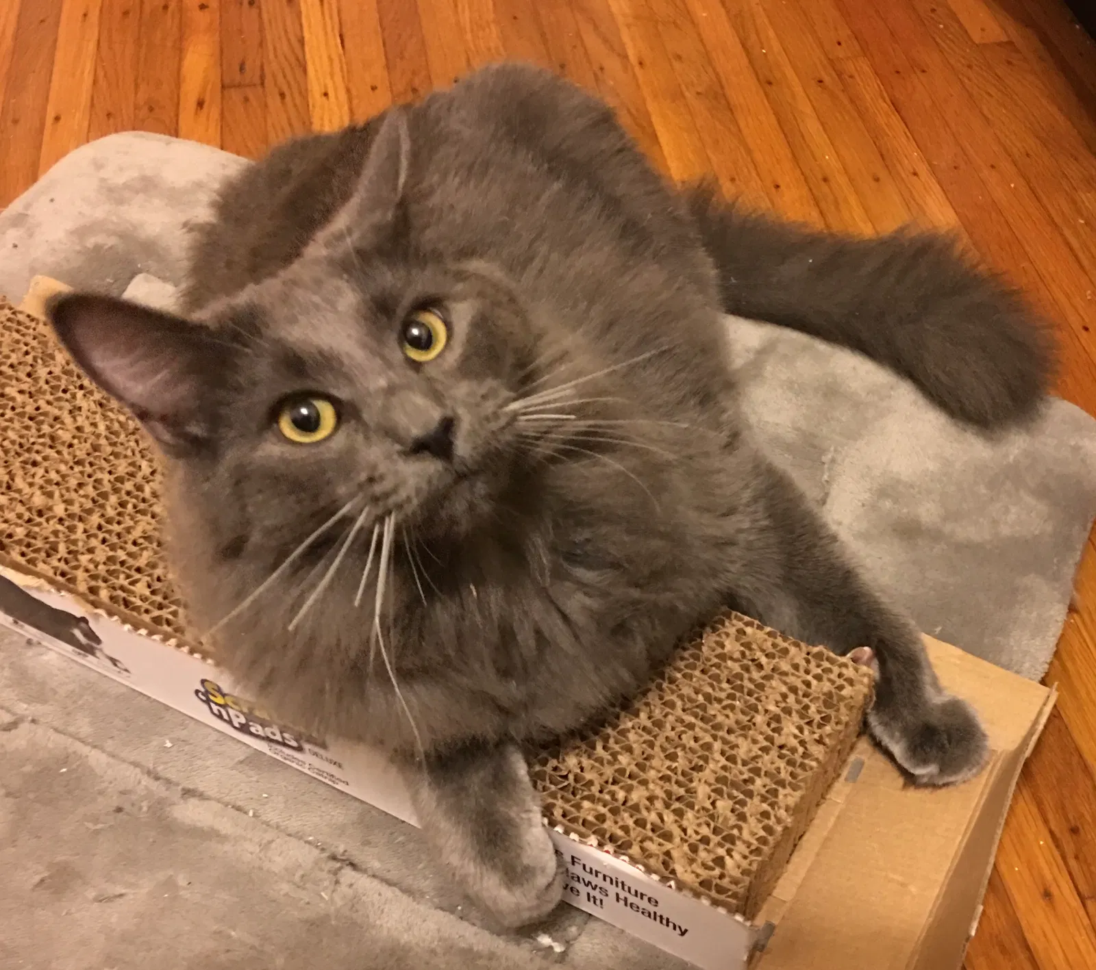 Lost cat in San Francisco, CA, 94116