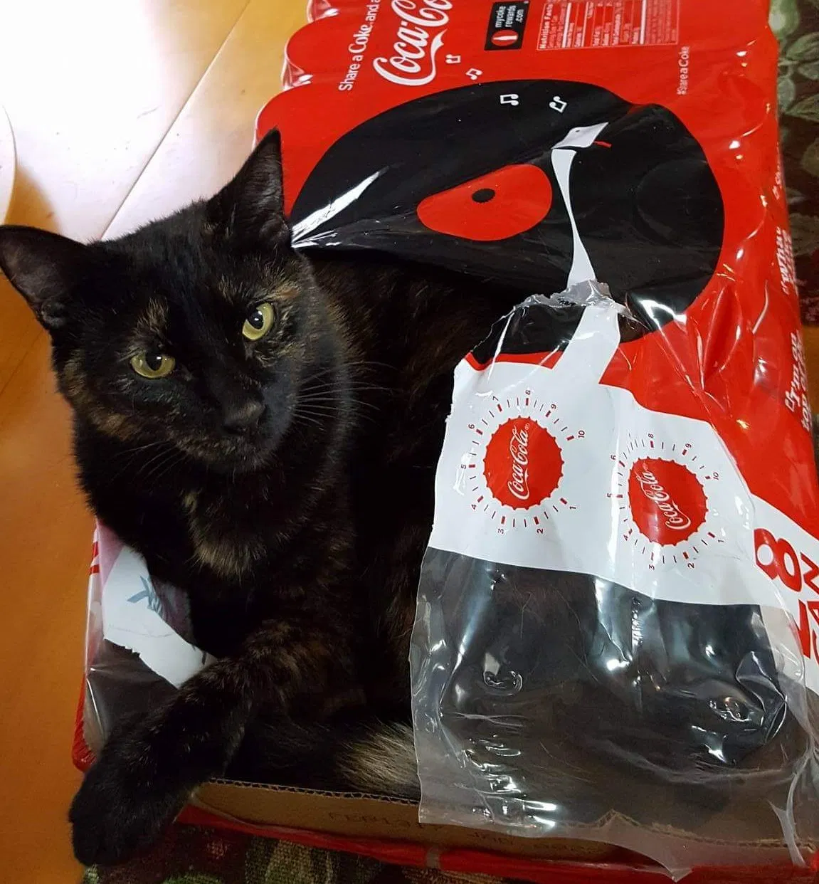 Lost cat in Wimauma, FL, 33598