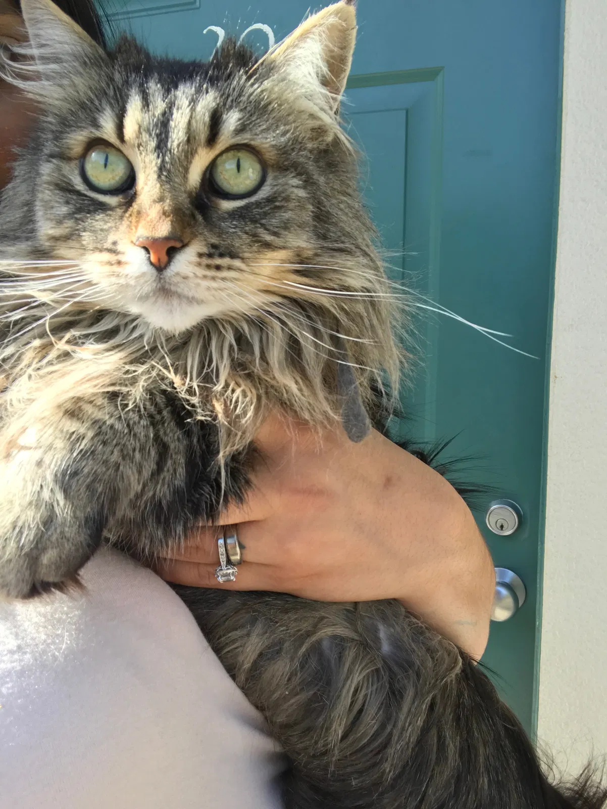 Lost cat in Santa Rosa, CA, 95407