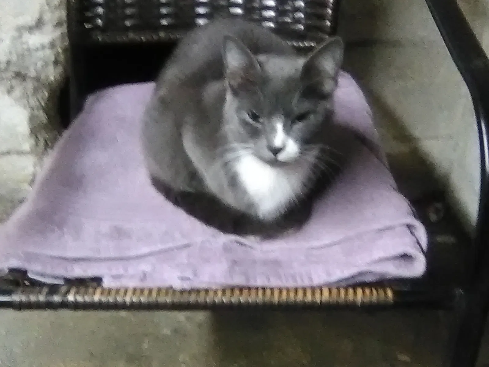 Lost cat in Fort Payne, AL, 35967