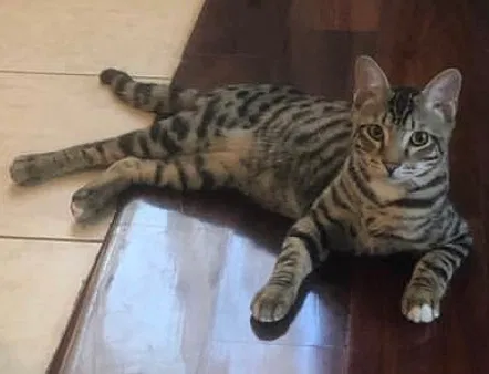 Lost cat in Kissimmee, FL, 34746