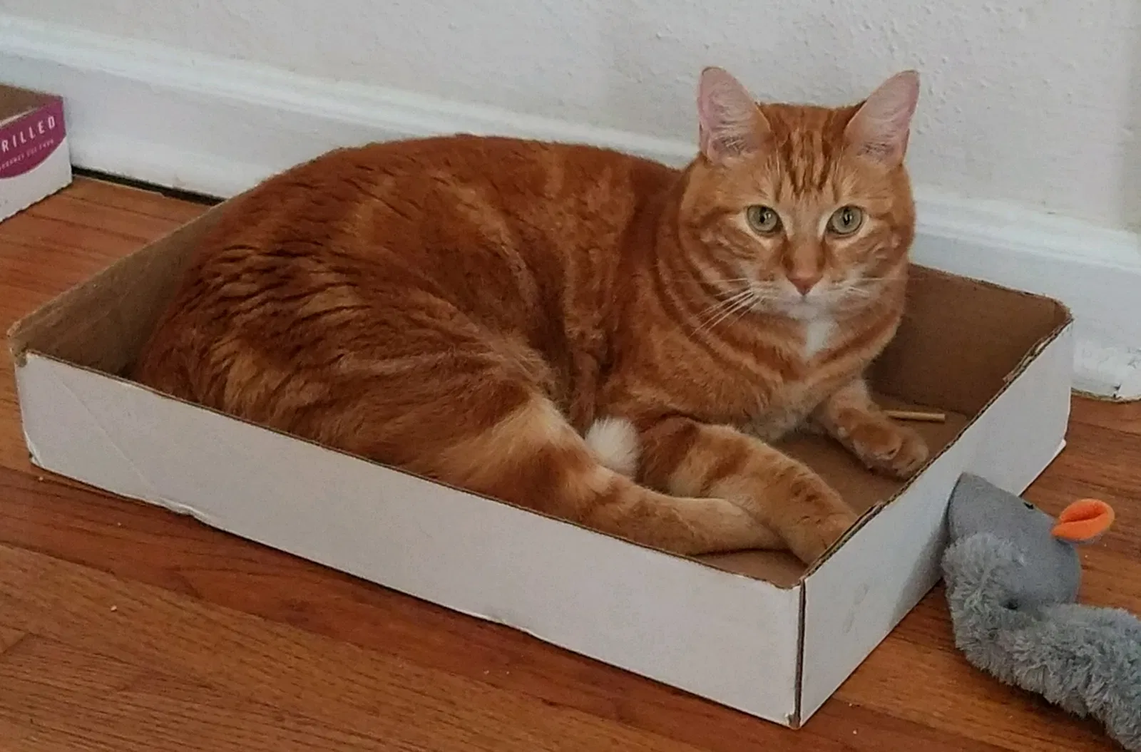Lost cat in Pensacola, FL, 32507