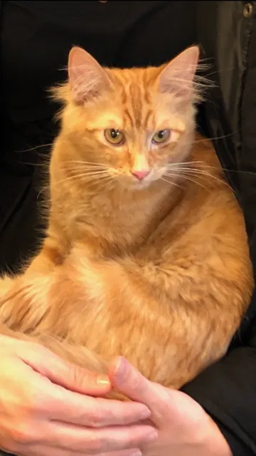 Lost cat in Cleburne, TX, 76031