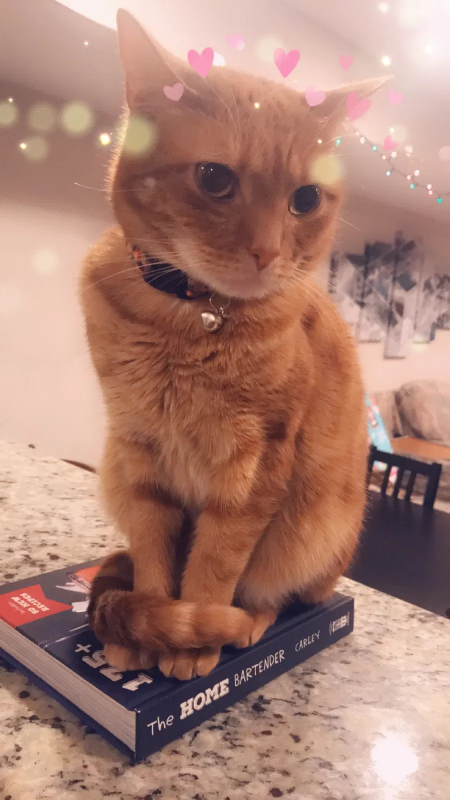Lost cat in Philadelphia, PA, 19125