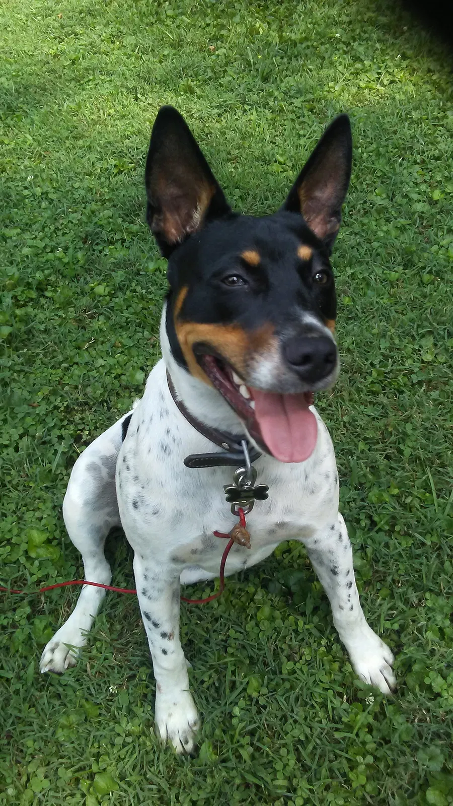 Lost dog in Nashville, IN, 47448