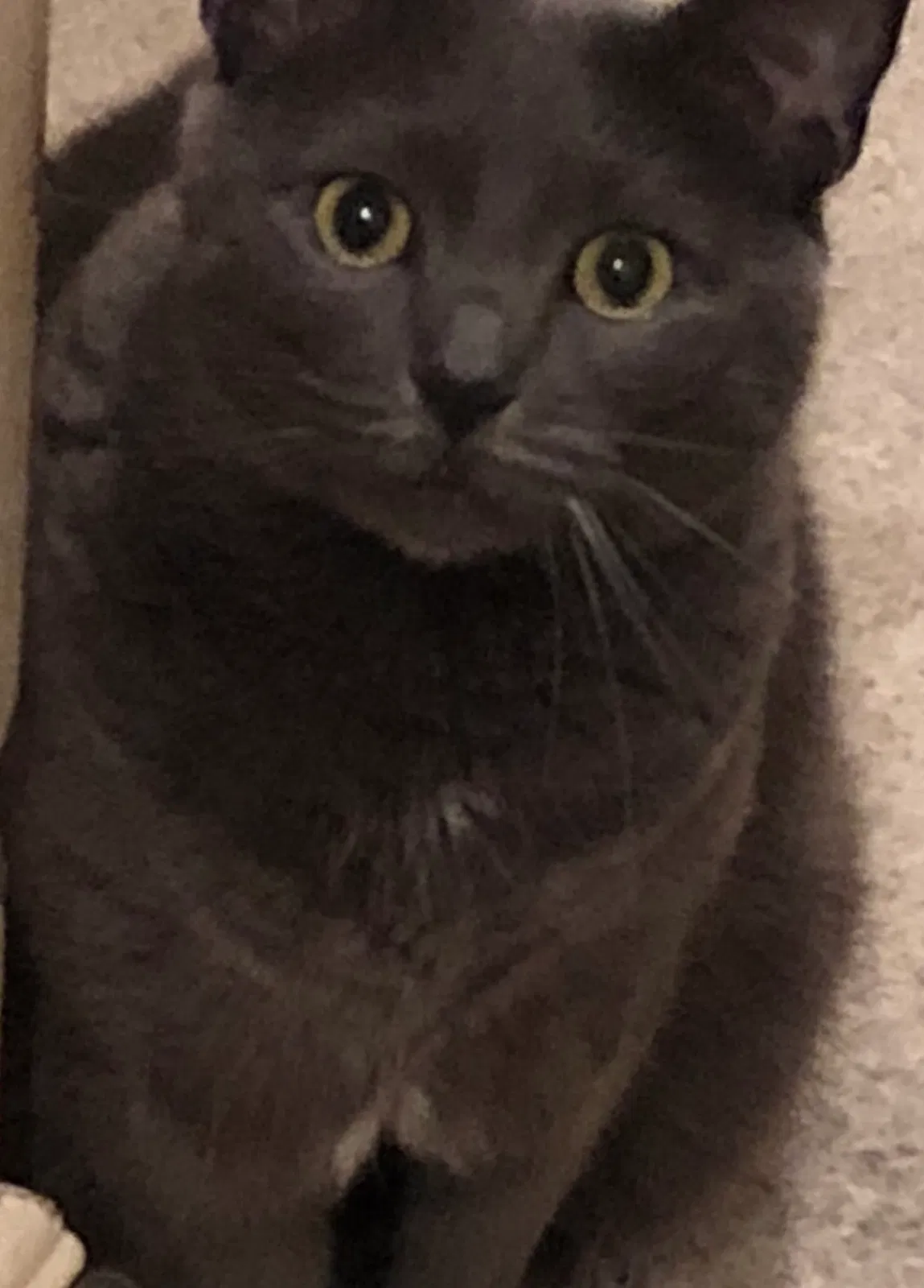 Lost cat in Lafayette, LA, 70506