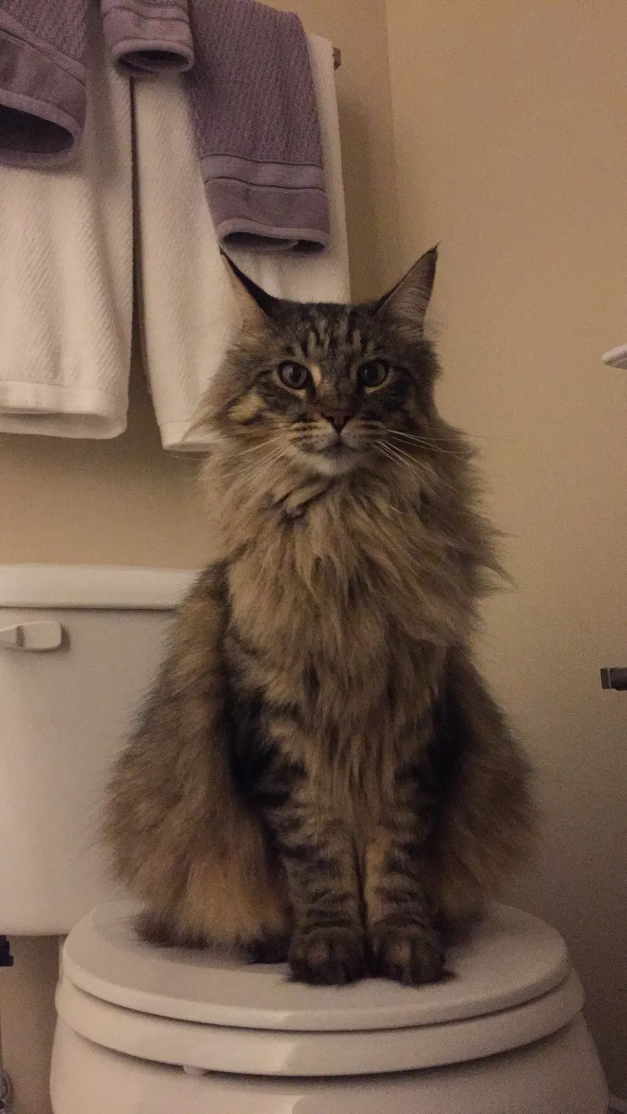 Lost cat in Fort Lee, VA, 23801