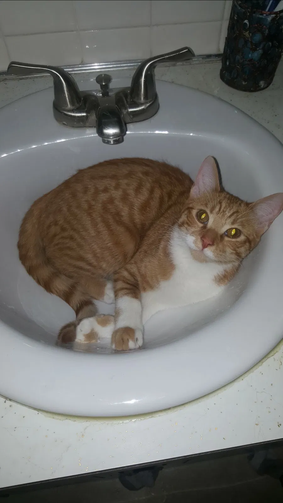 Lost cat in Independence, MO, 64055