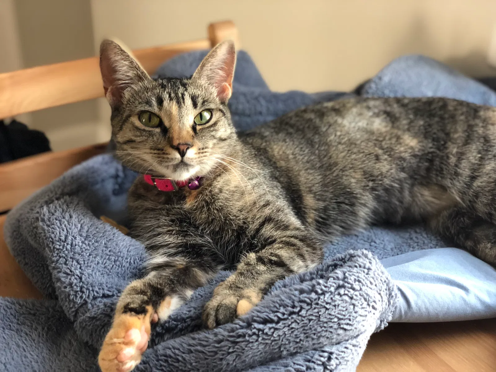Lost cat in Ortonville, MI, 48462